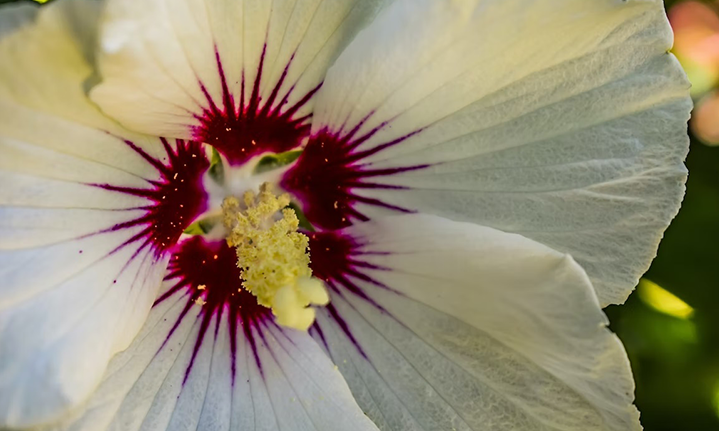 Xposome protéger sa peau guimauve